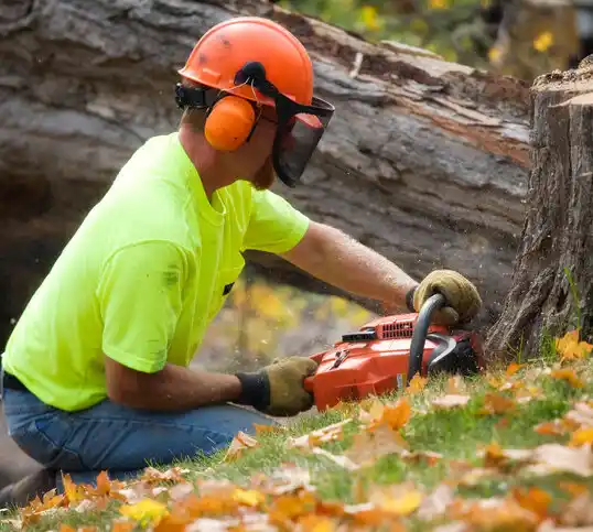 tree services Kalkaska